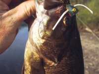 Popper-Caught Bass