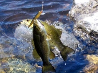 Two Bass on One Lure