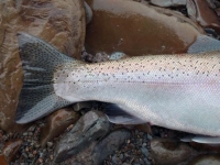 Chrome-tail-red