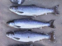 Four Fat Salmon