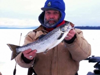 Maine Landlocked Salmon