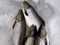 Four Bright Salmon