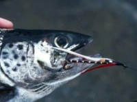 Black Ghost Salmon