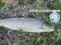 Early Fall Salmon