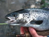 Wet Fly Salmon