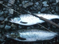 Streamer-Caught Salmon