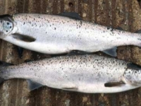 Pair of Spring Salmon