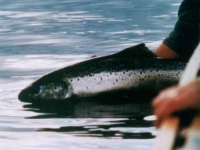 Salmon Released