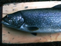 Solid Allagash Lake Togue