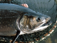 Brook Trout on Dry Fly