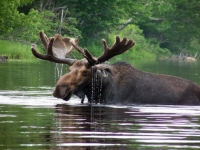 Maine Moose in Pond