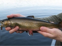 Awaiting His Release