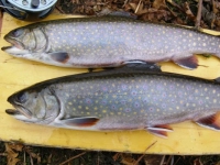 Beautiful Pair of Brookies