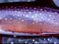 Fall Spawning Colors