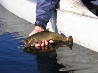 Brook Trout Being Released