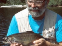 Thick-Bodied Brook Trout
