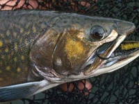 'Sowdehunk Brookie
