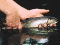 Releasing Brook Trout