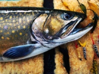 Brook Trout on Fly Wallet