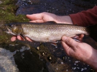 Beautiful Native Brookie