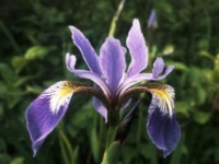 Pleasant River Iris