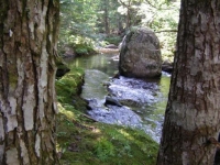 Shaded August Spring Brook