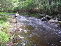 Black Stream