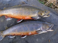 Fall Brookies
