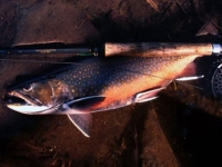 Classic Fall Brook Trout