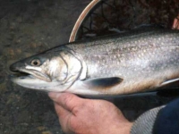 Big Brookie
