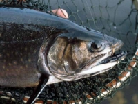 Beautiful Brookie