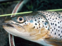 Kennebec River Brown
