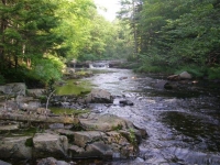 Mid-Summer Spring Brook