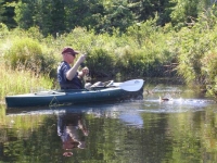 Spring Brook in Summer