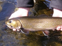 Rangeley Region Released Brookie