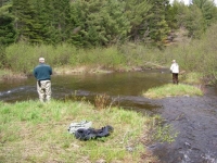 Alders Size of Mouses-Ear