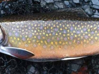 Spawning Colors