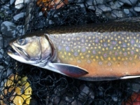 Presumpscot River Brookie