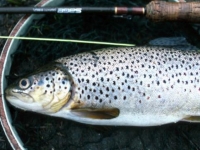 Sea-Run Brown Trout