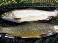 Two for Shore Lunch