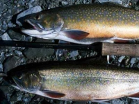 Male and Female Brook Trout