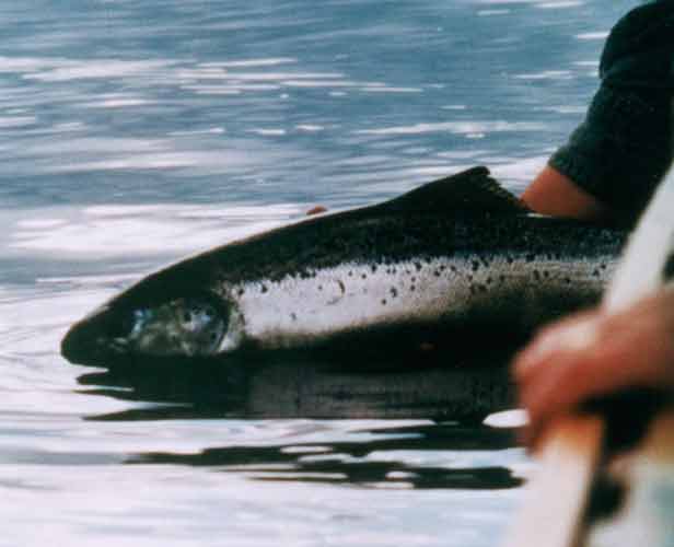 Landlocked Salmon Tracewski Fishing Adventures