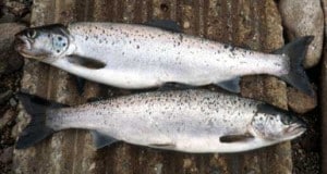 Maine Landlocked Salmon
