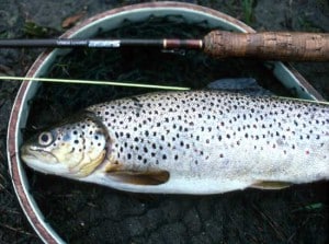 Kennebec River Brown Trout