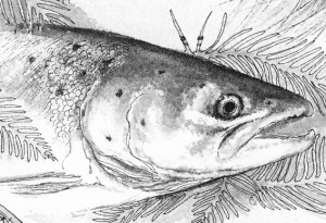 Maine Fishing Guide