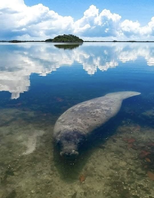 Manatee Lodge, Belize